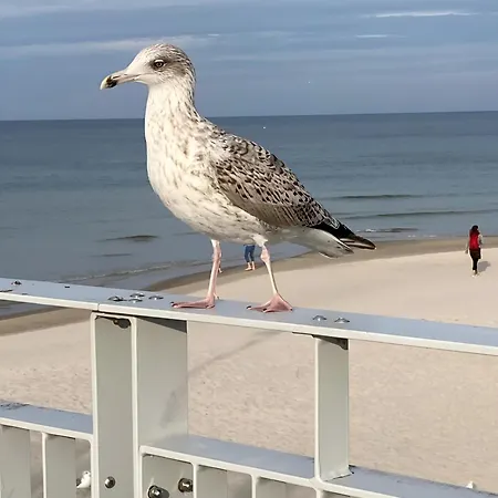 Przy Plazy Lägenhet *
